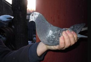 Бакинские голуби чили
