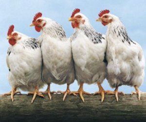 Продолжительность жизни курицы в домашних условиях. Сколько лет живет курица и ее жизненный цикл