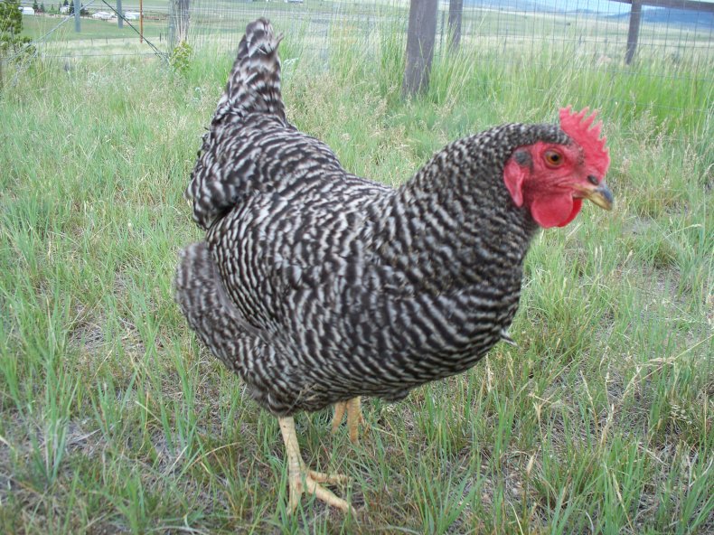 Киргизская серая порода кур