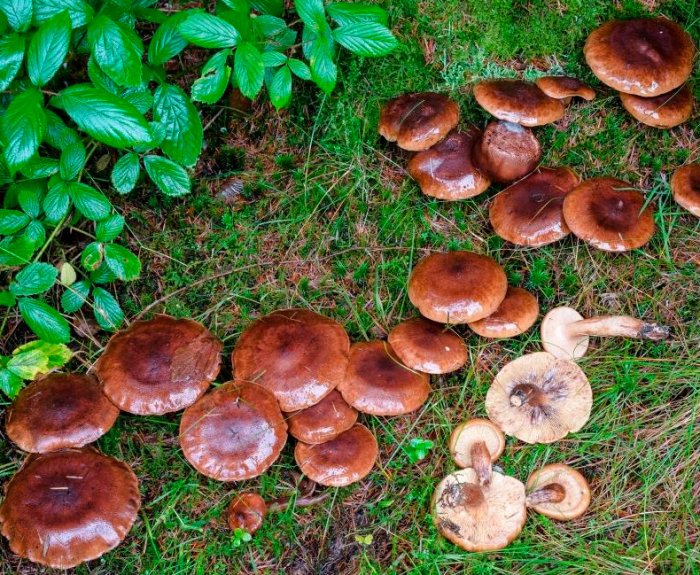 Как выглядят грибы дорожки Пищевые культуры - Agronomu.com