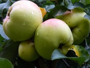Сорт яблок «Богатырь»