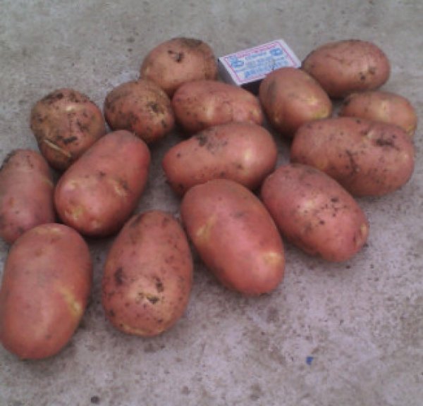 Сорт картофеля родриго характеристика