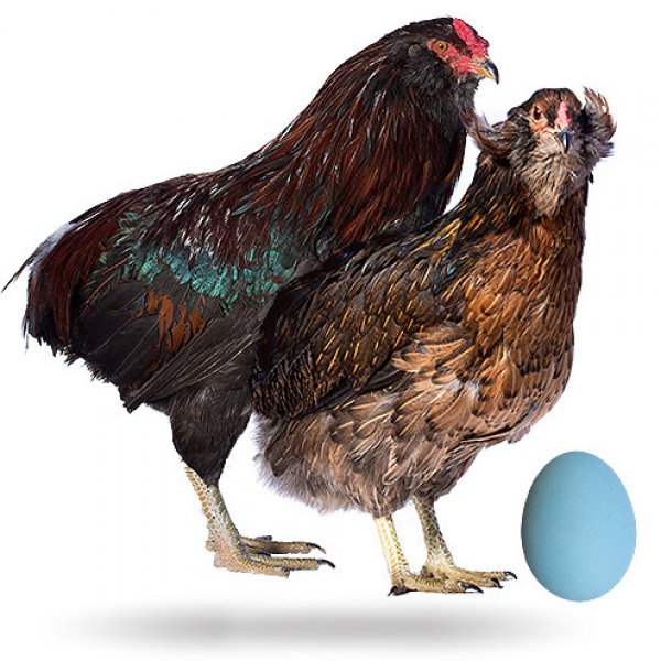 Куриные Голубые Яйца Фото