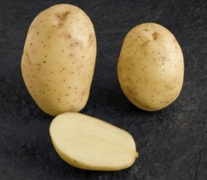 Картофель Мелодия: описание сорта, фото, выращивание и уход