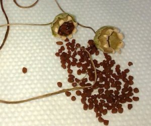 Семена цикламена