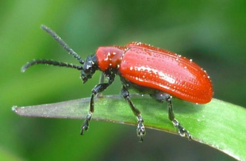 Красный лилейный жук
