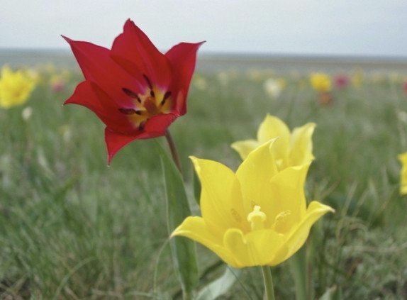 Тюльпан Шренка: фото и описание, почему занесен в Красную книгу