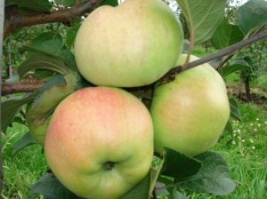 Размер яблока может достигать 150 г
