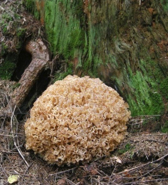 Гриб-баран (грифола курчавая): фото и описание, где растет, как готовить