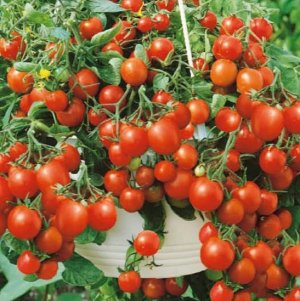 Сорт томатов «Балконное чудо»