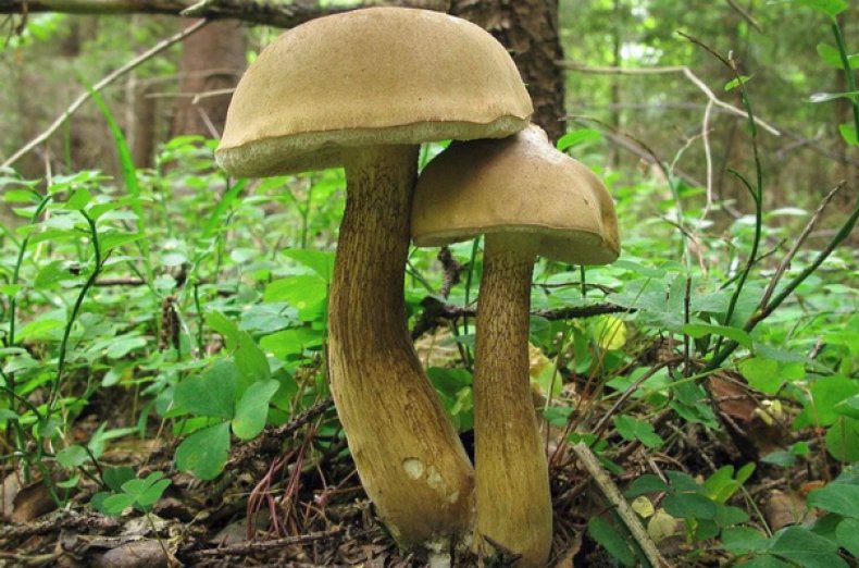 Желчные грибы