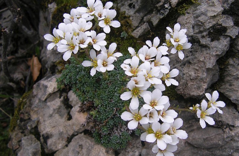 Arenaria gracilis