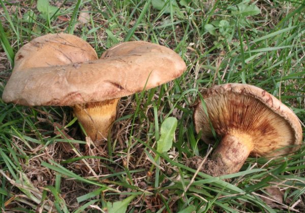 где сейчас грибы в краснодарском крае