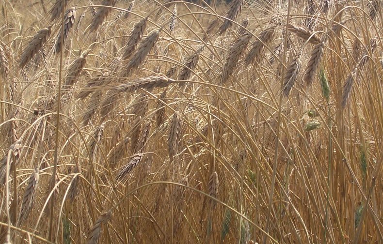 Яровая пшеница твердая