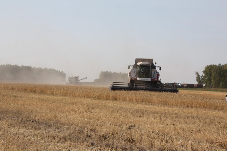 Комбайнирование пшеницы