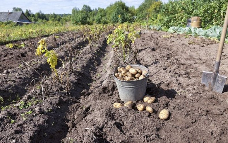 Сбор картофеля