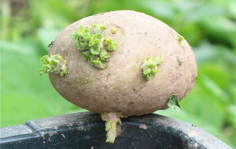 Пророщенный картофель