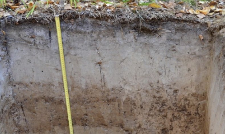 Дерново-подзолистый тип почвы