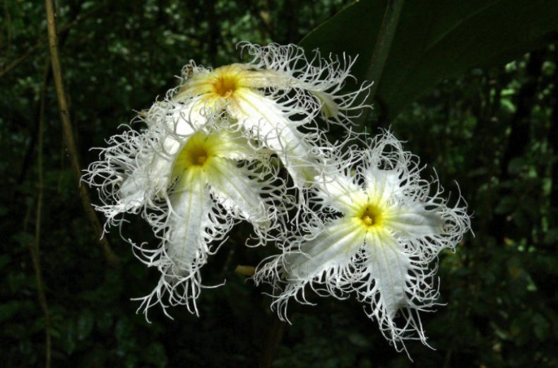 Trichosanthes