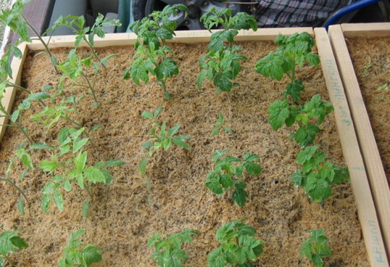 Выращивание томатов в ящиках