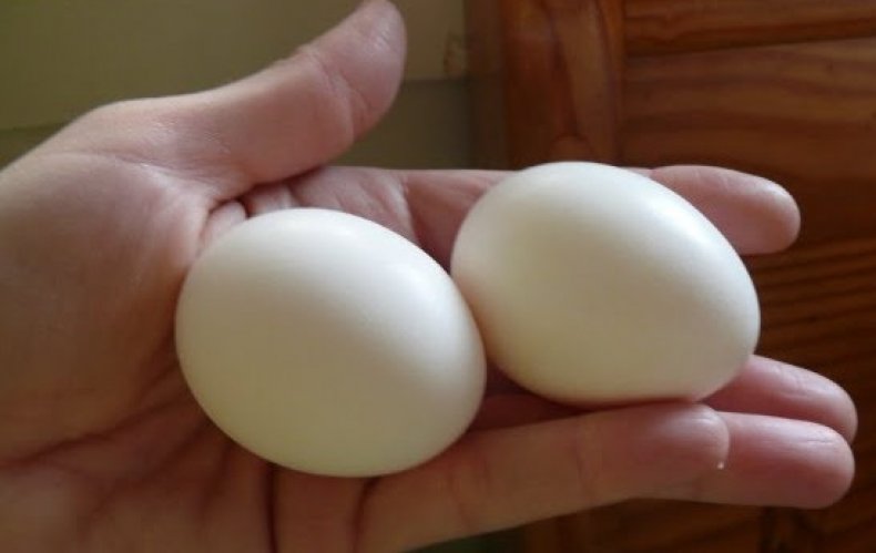 Яйца лакенфельдер