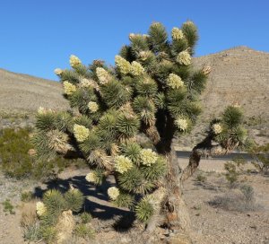 Юкка коротколистная (Yucca brevifolia)