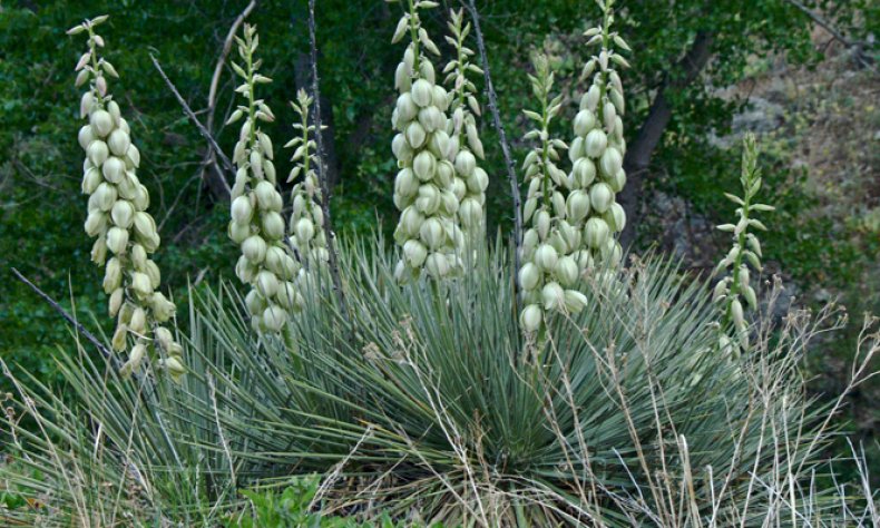 Юкка сизая (Yucca glauca)