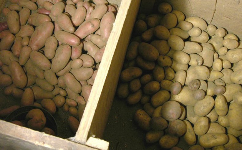 Ящики для картофеля в погребе