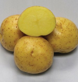 Картофельные семена коломбо дежнев семен сибирь
