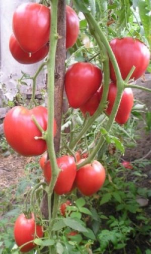 Сорт томатов «Чудо земли»