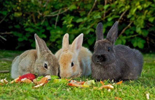 Как правильно кормить кроликов в домашних условиях