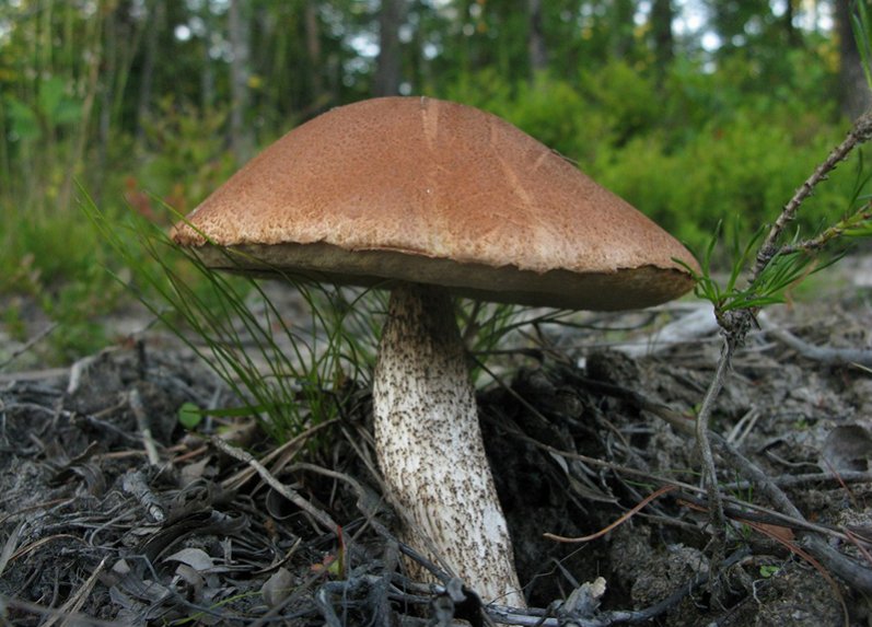 Обабок дальневосточный гриб фото и описание