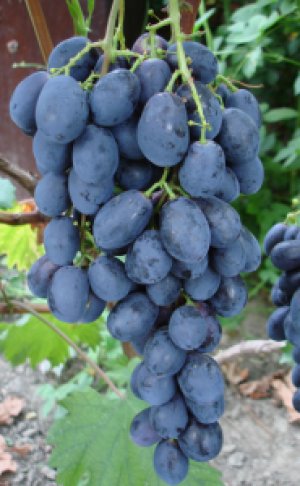 Гибридные формы винограда