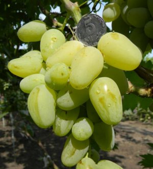 «Гордей» одна из лучших форм винограда