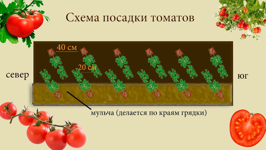 Схема посадки высокорослых и низкорослых томатов