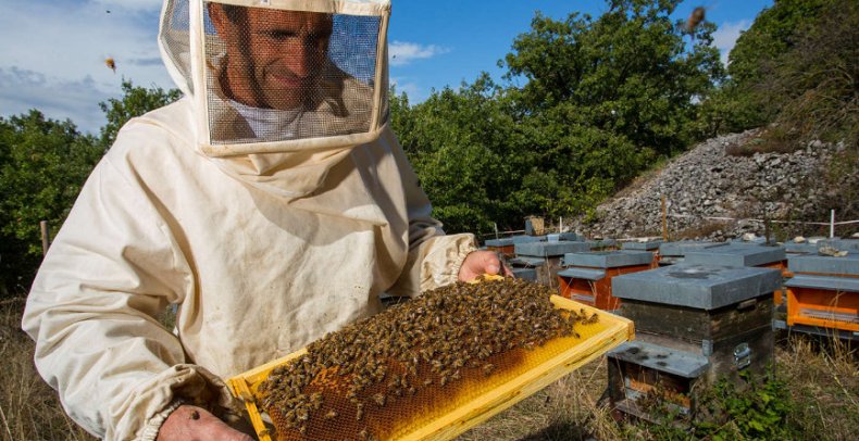 Пчеловодство