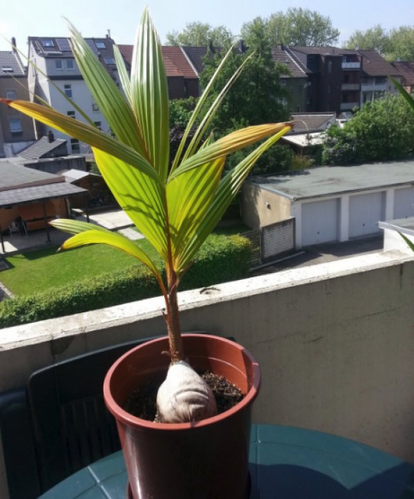 Кокосовая пальма как посадить комнатное растение в домашних условиях