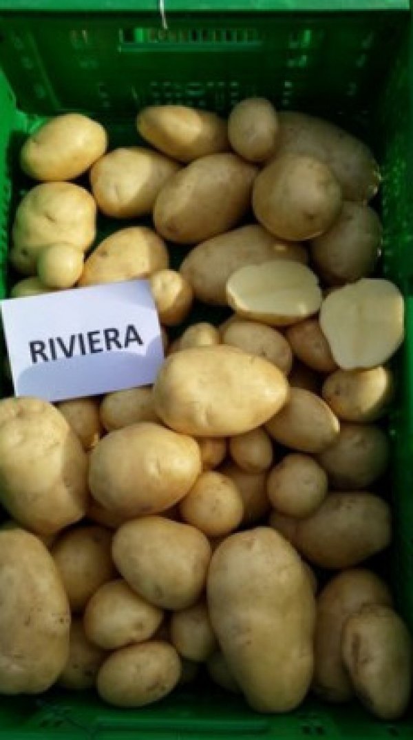 Картофель ривьера описание сорта фото отзывы сроки