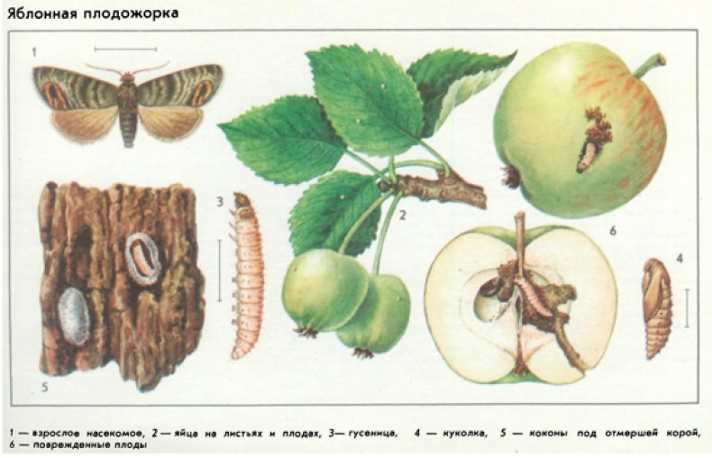Яблоневая плодожорка