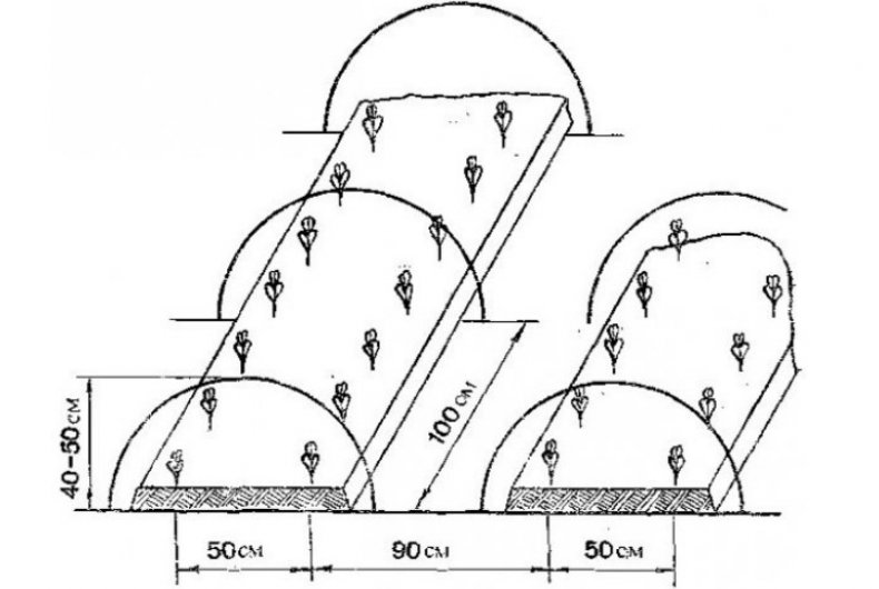 Схема посадки огурцов в грунт