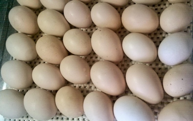 Яйца царскосельских кур