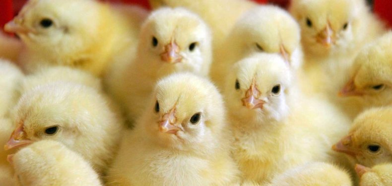 Как лечить понос у цыплят бройлеров в домашних условиях