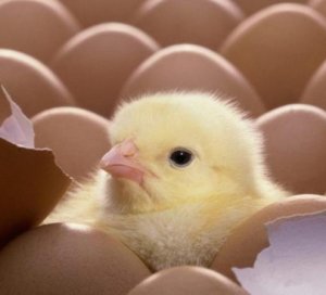 Можно ли мыть яйца перед закладкой в инкубатор? Способы чистки