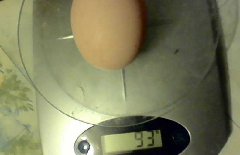 Вес куриного яйца