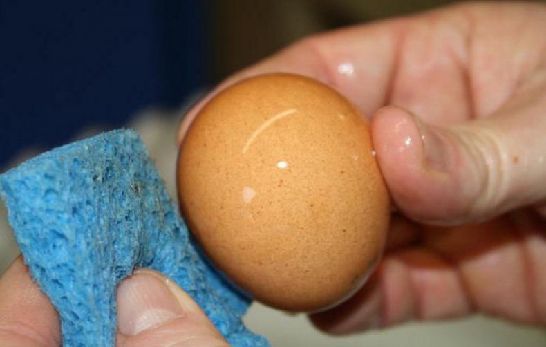 Как мыть яйца перед закладкой в инкубатор дезинфекция куриных, утиных и гусиных яиц в домашних