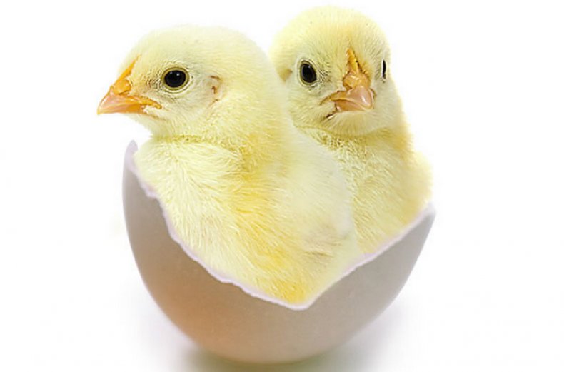 Цыплята из яйца с двумя желтками