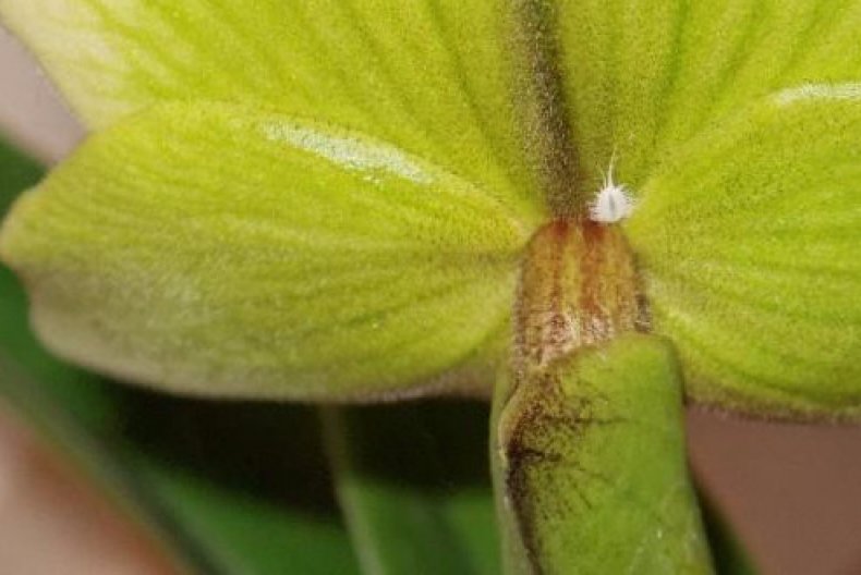 Мучнистый червец на цветке орхидеи