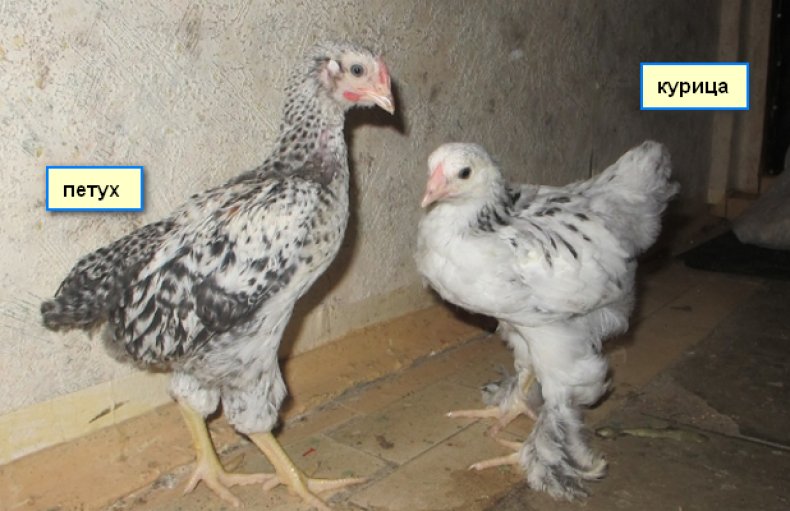 Как определить пол цыплёнка по яйцу и крыльям, установить пол суточного цыплёнка