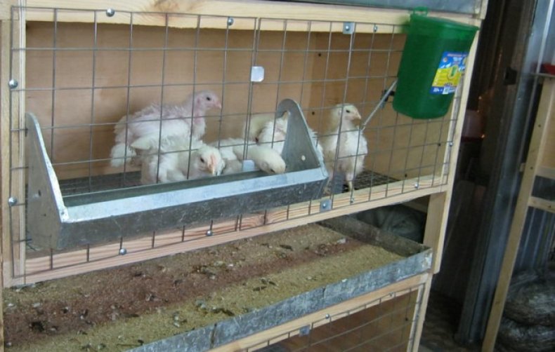 Цыплята бройлеры в клетке
