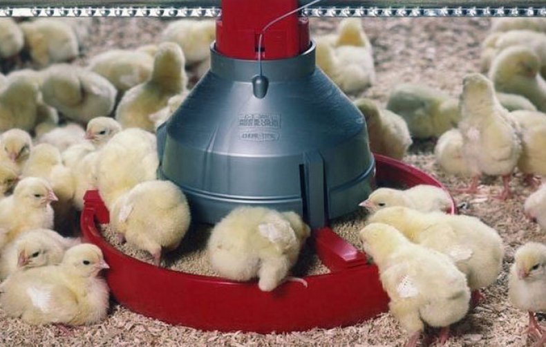 Как вырастить и содержать цыплят-бройлеров в домашних условиях